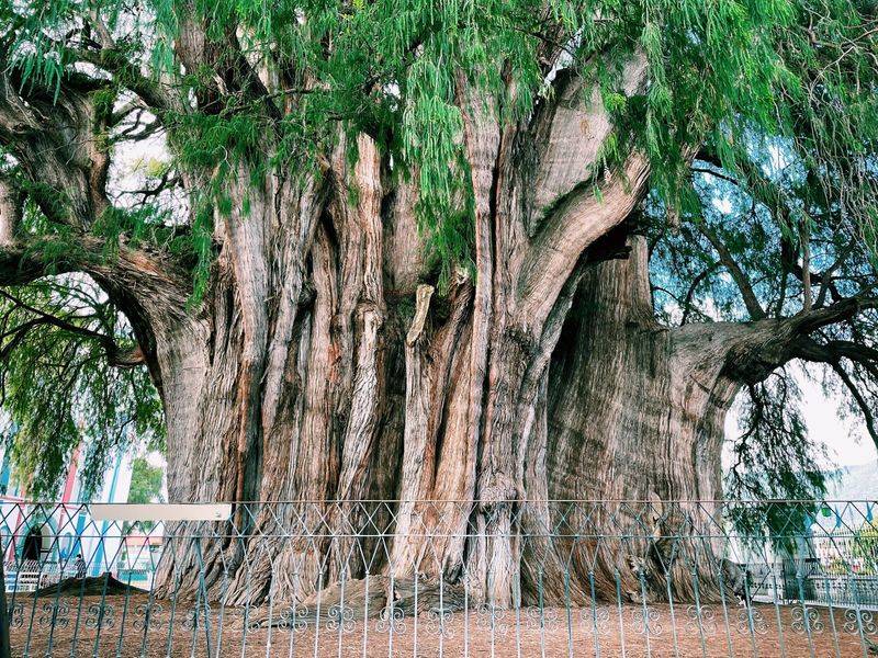 El Árbol del Tule