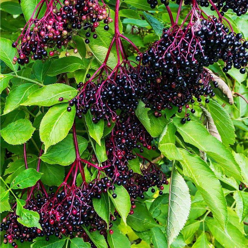 Elderberry