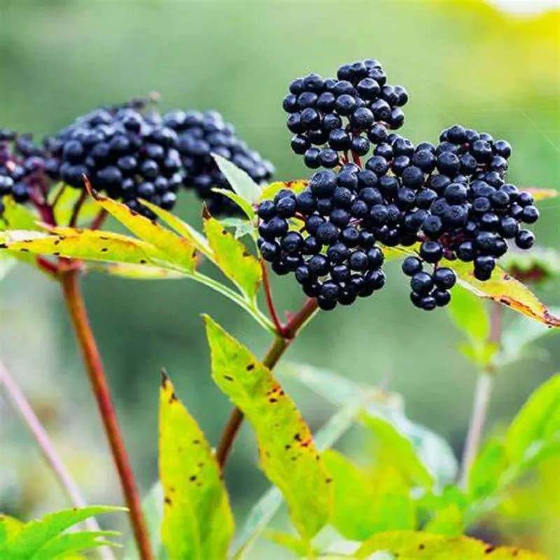 Elderberry