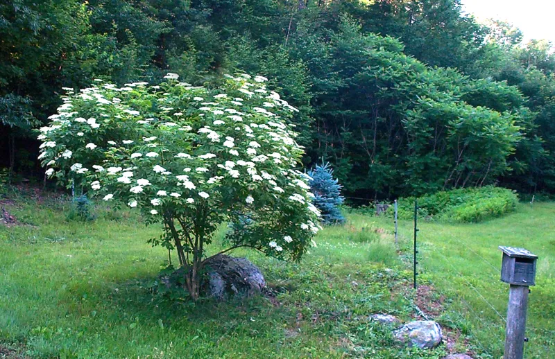 Elderberry Bushes