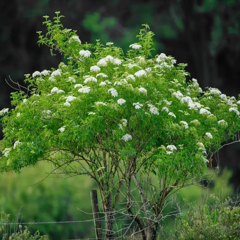 Elderberry (Sambucus)