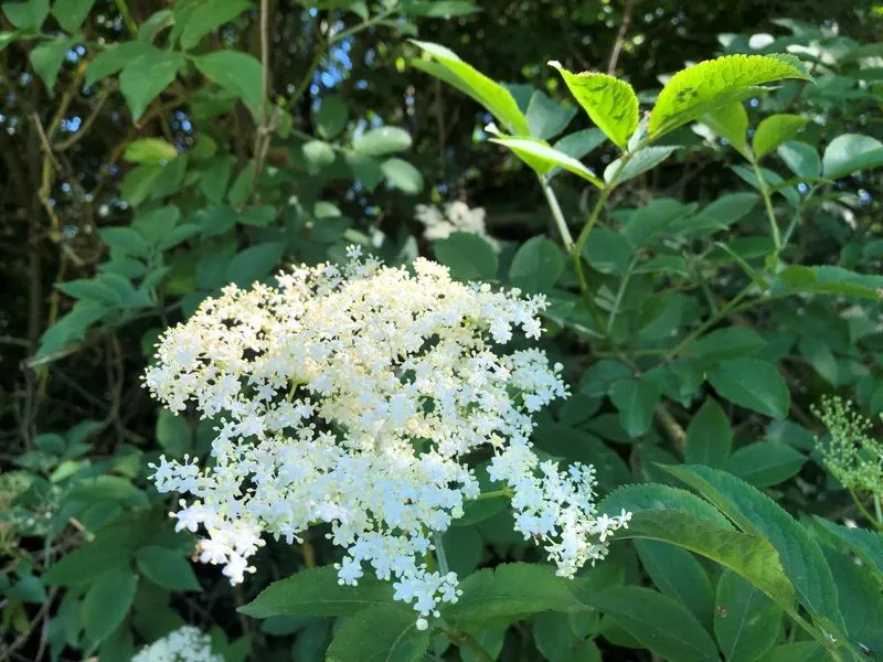 Elderflower