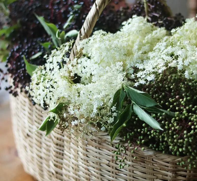 Elderflower