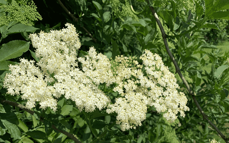 Elderflower