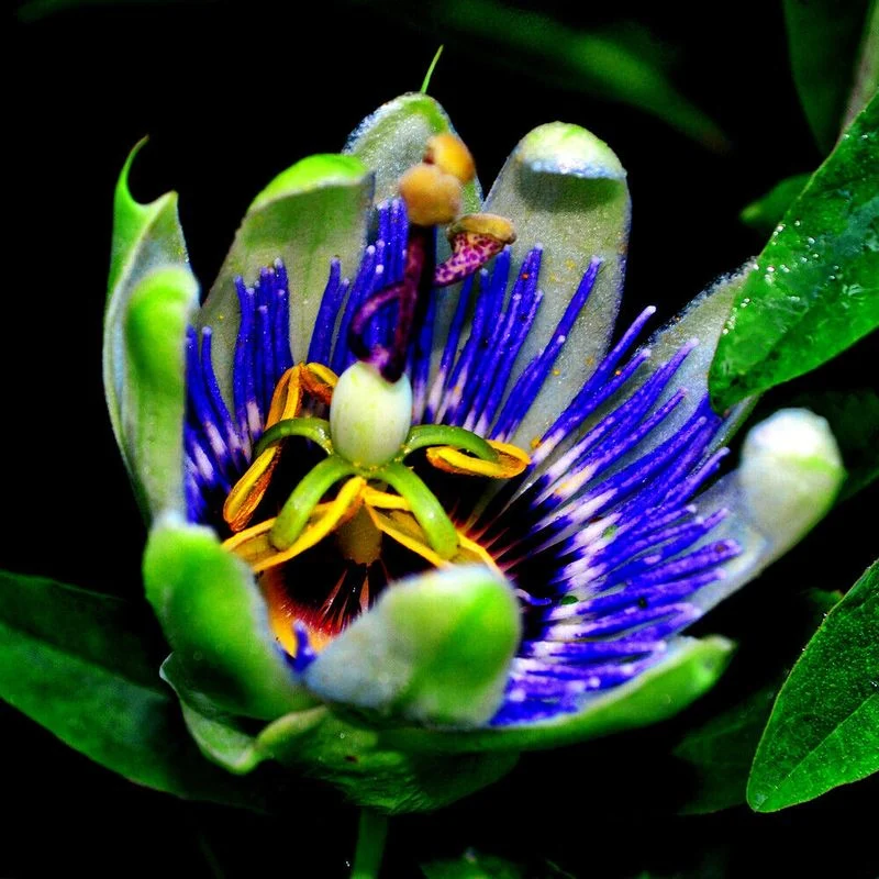 Electric Blue Passionflower