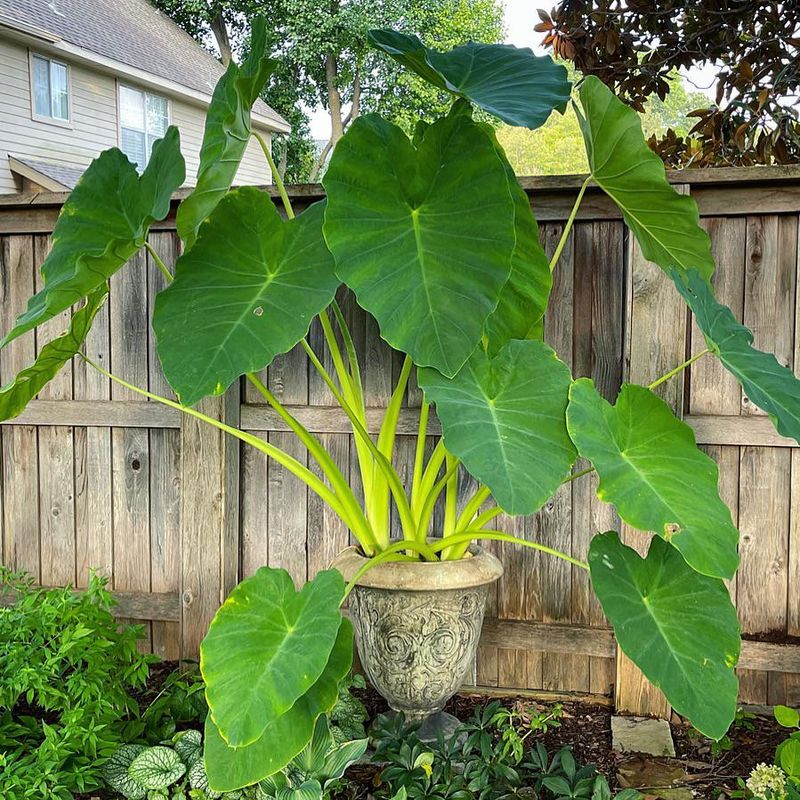 Elephant Ears