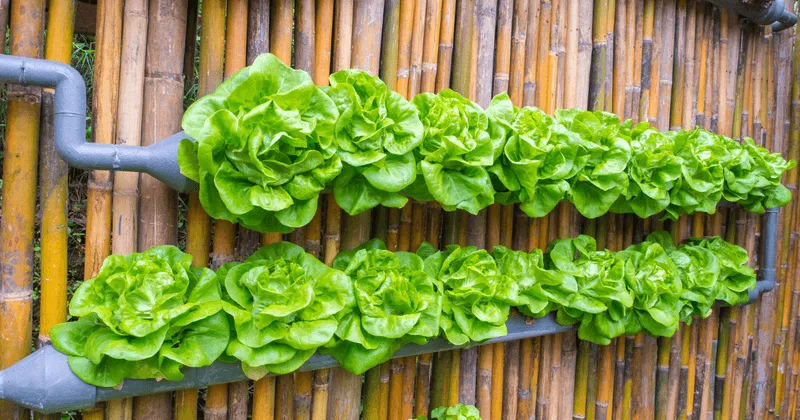 Embrace Vertical Gardening