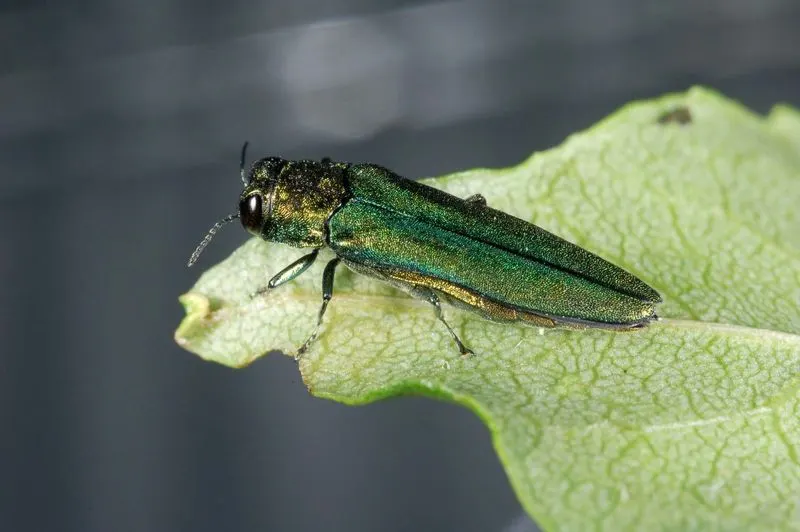 Emerald Ash Borer