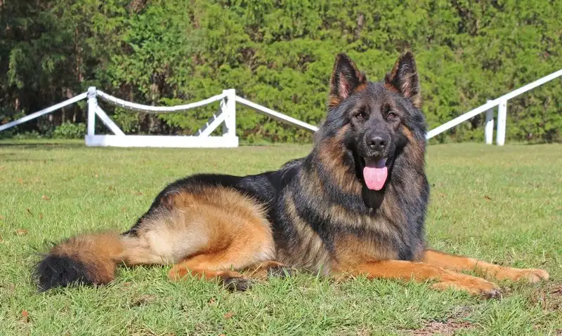 Employ a Guard Animal