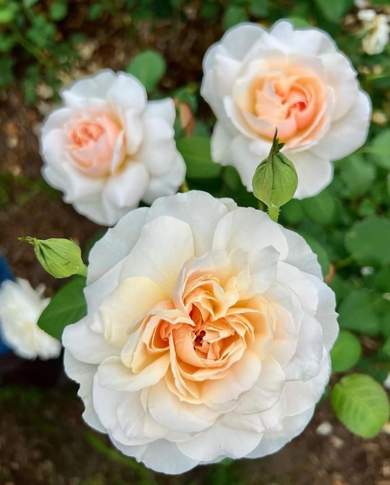 Enchanted Whisper Rose