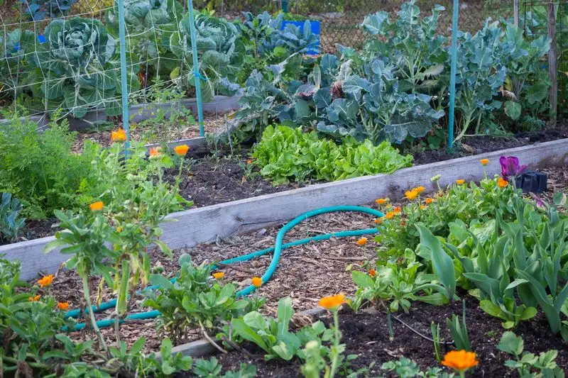 Encourage Companion Planting
