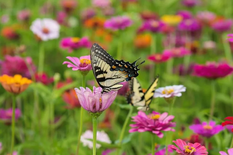 Encourage Pollinators