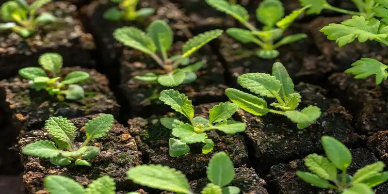 Encourages Seedling Resilience