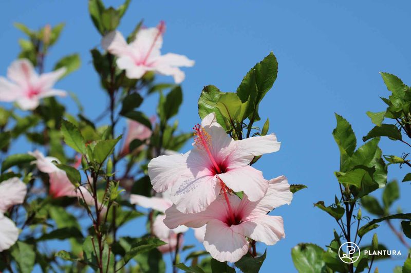 Encouraging Blooms