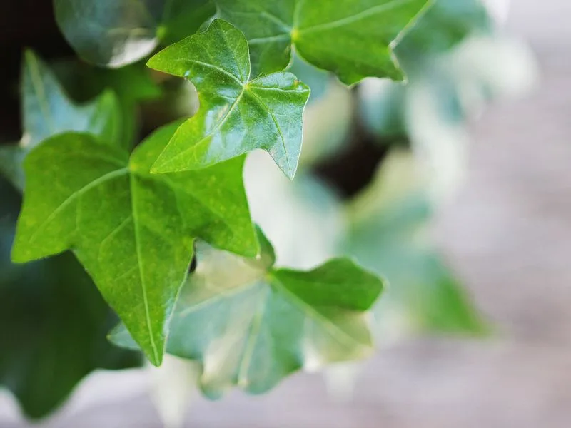 English Ivy