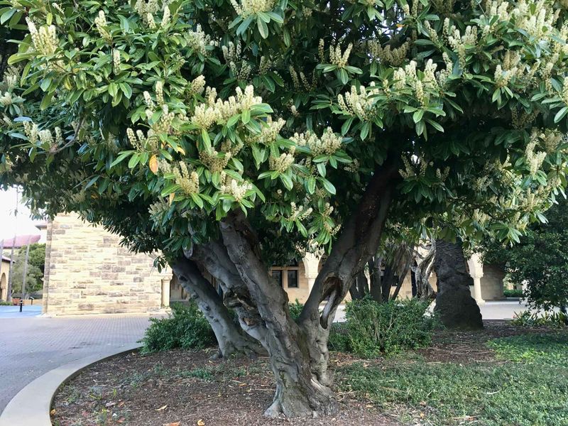 English Laurel