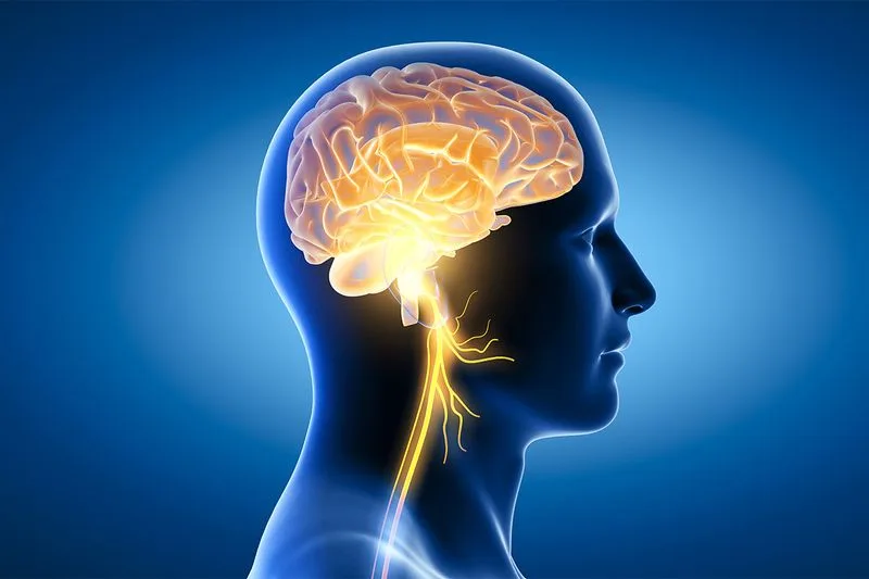Enhances Brain Health