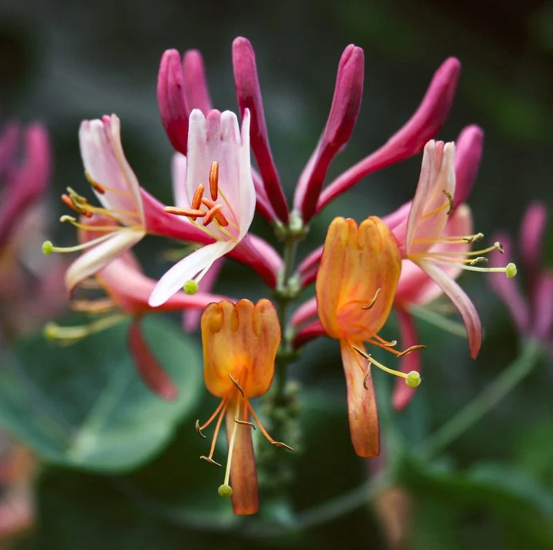 Enjoy the Fragrance