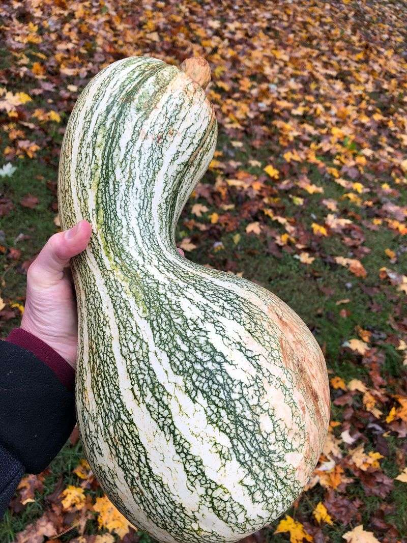 Enormous Squash