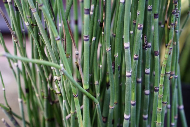 Equisetum (Horsetail)