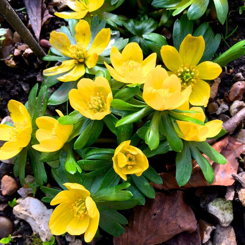 Eranthis