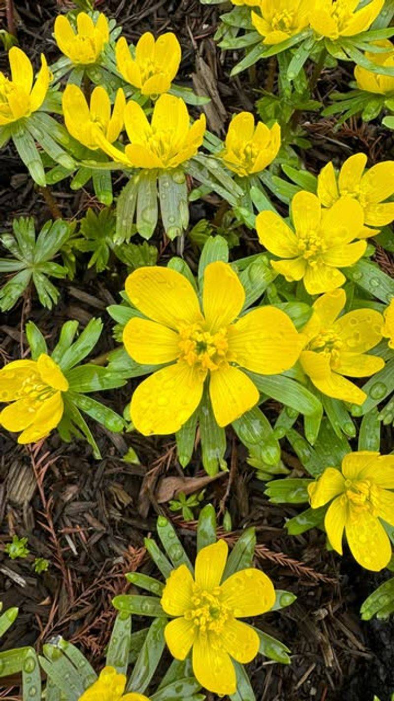 Eranthis