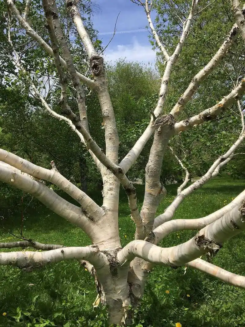 Erman's Birch
