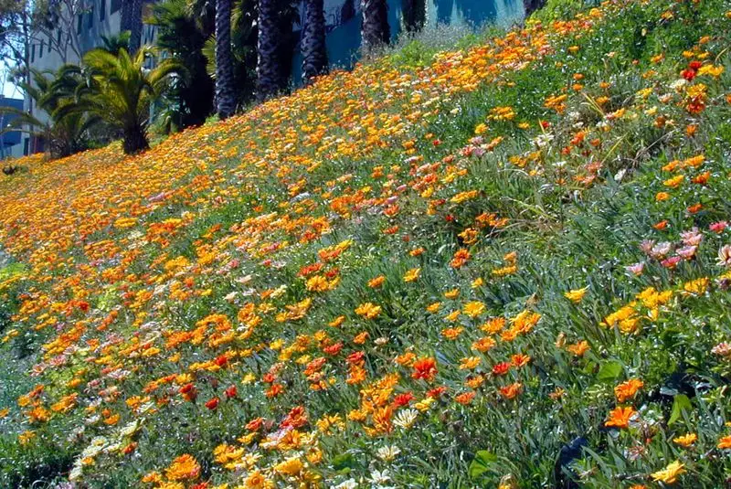 Erosion Control