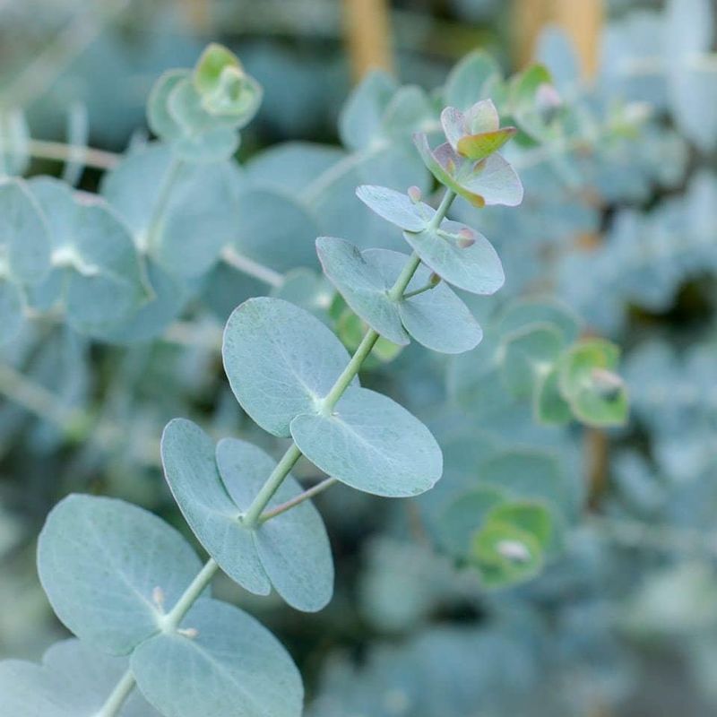 Eucalyptus