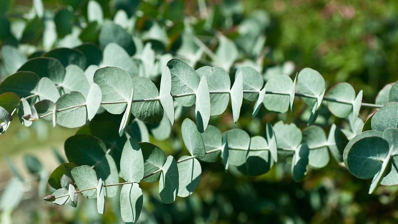 Eucalyptus