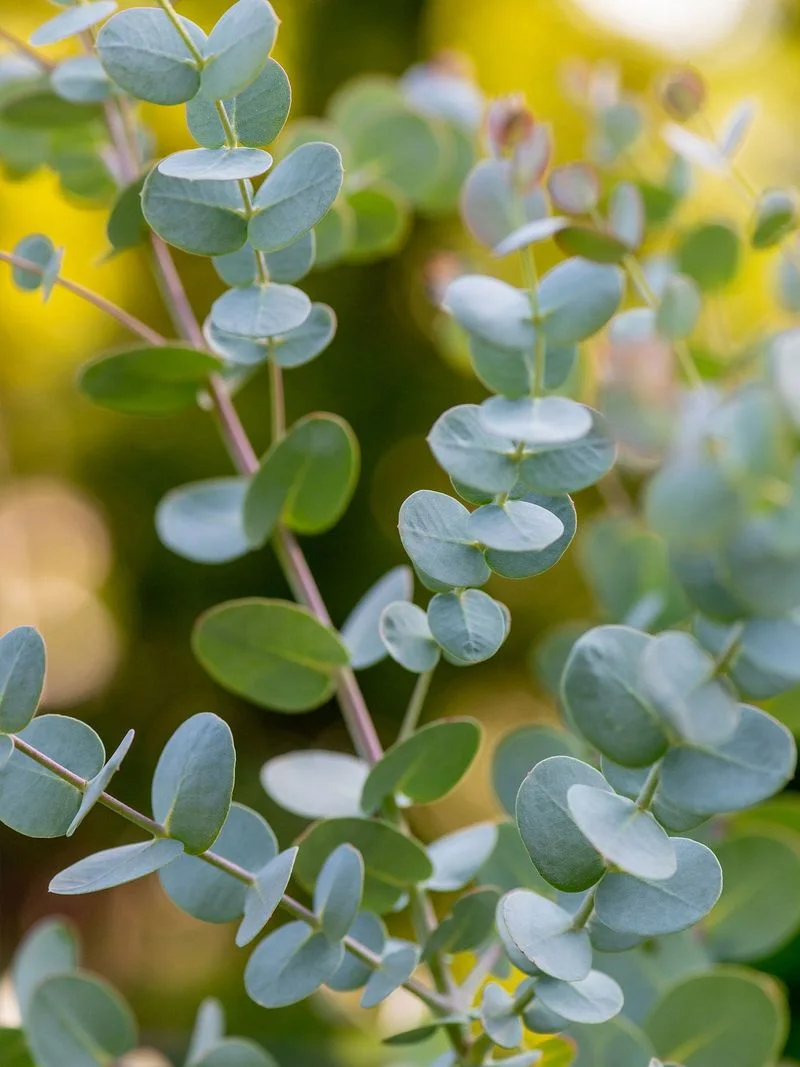 Eucalyptus