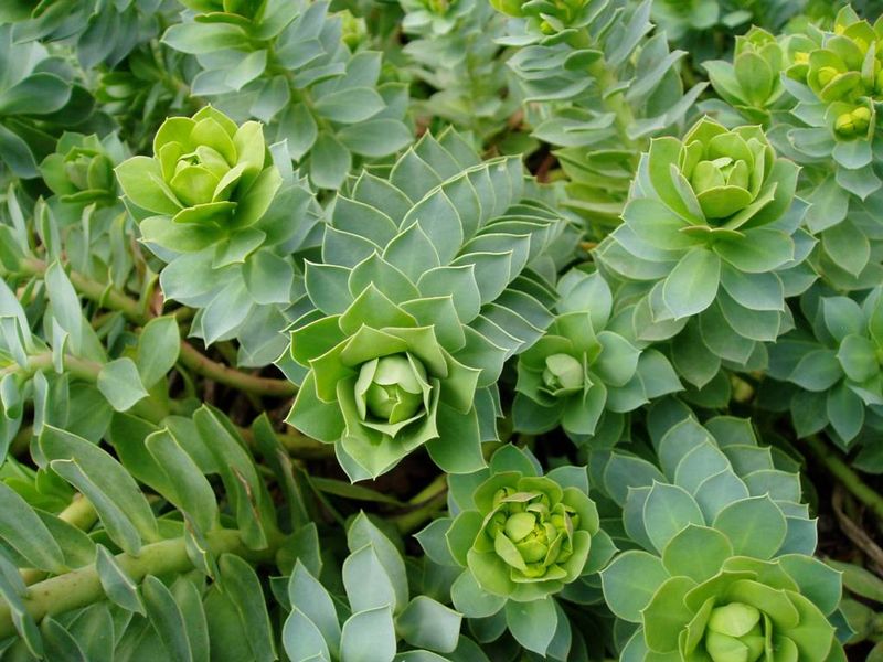 Euphorbia