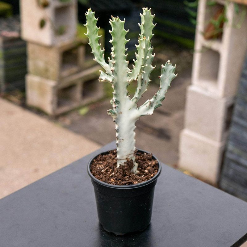 Euphorbia Lactea