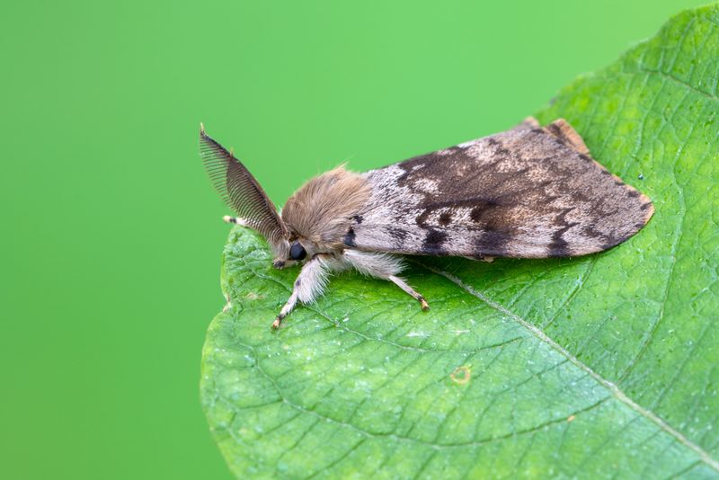 European Gypsy Moth