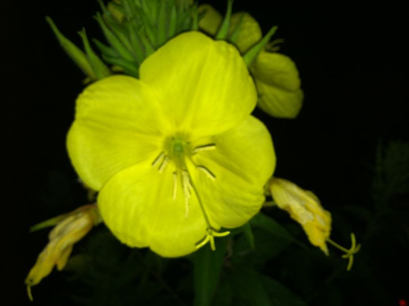 Evening Primrose