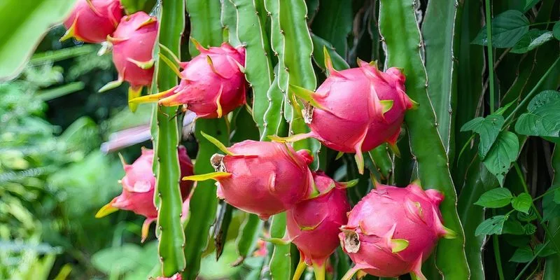 Exotic Fruit Cultivation
