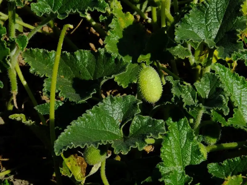 Exploding Cucumber (Ecballium elaterium)