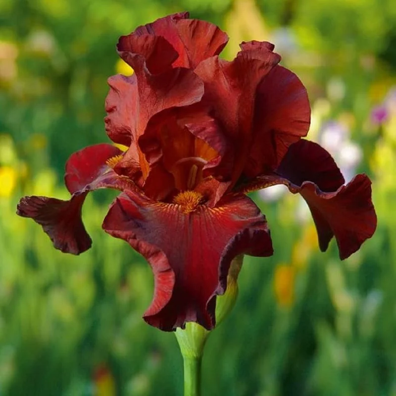 Extended Bloom Period