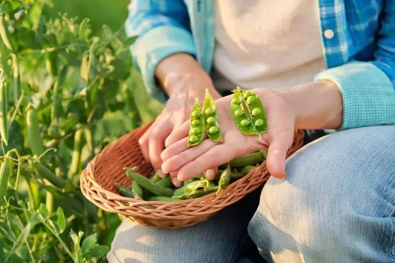 Extended Harvest Season