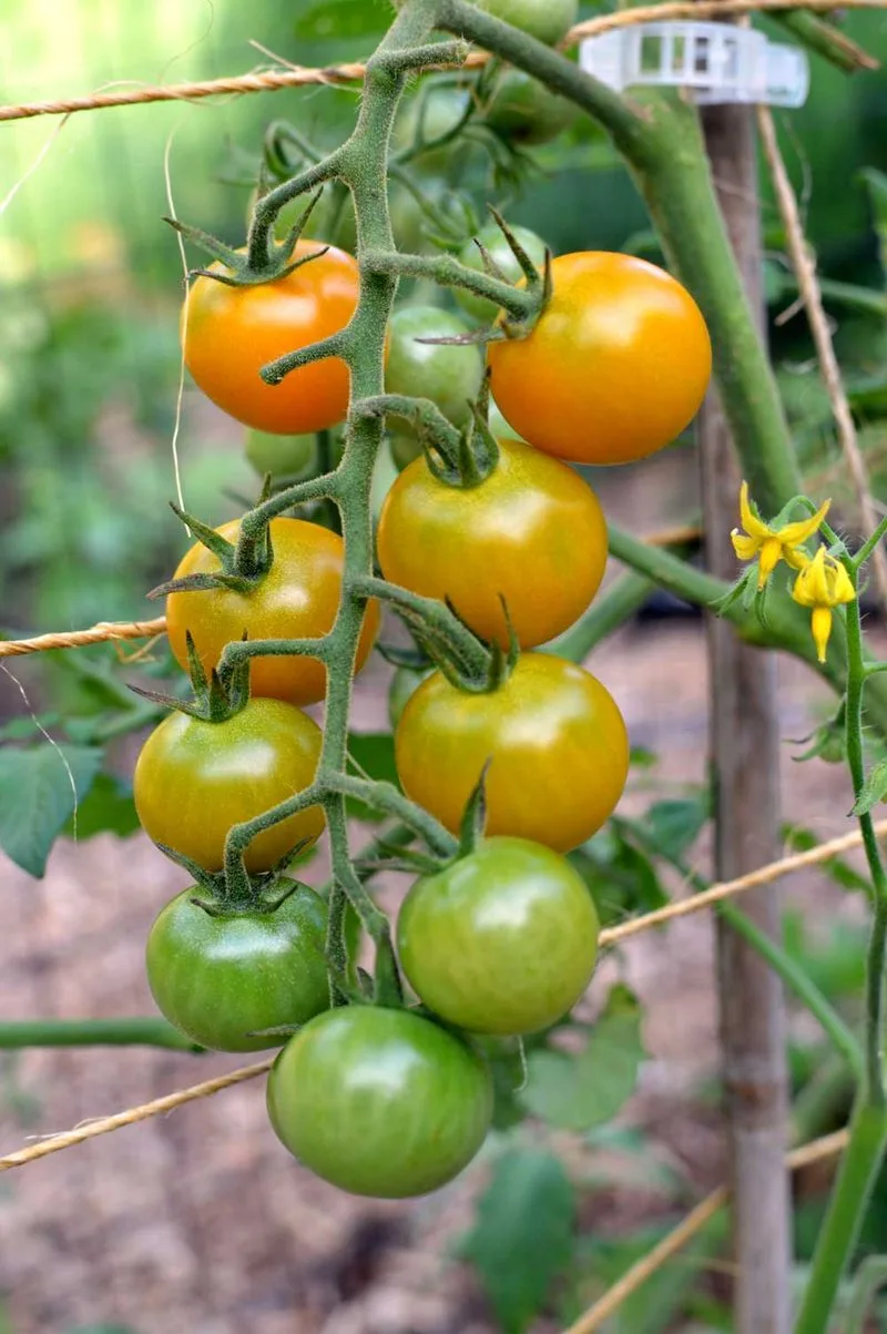 Failing to Rotate Crops