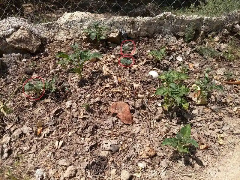 Failure to Compost