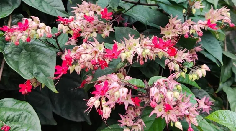 Fairy Wings Vine