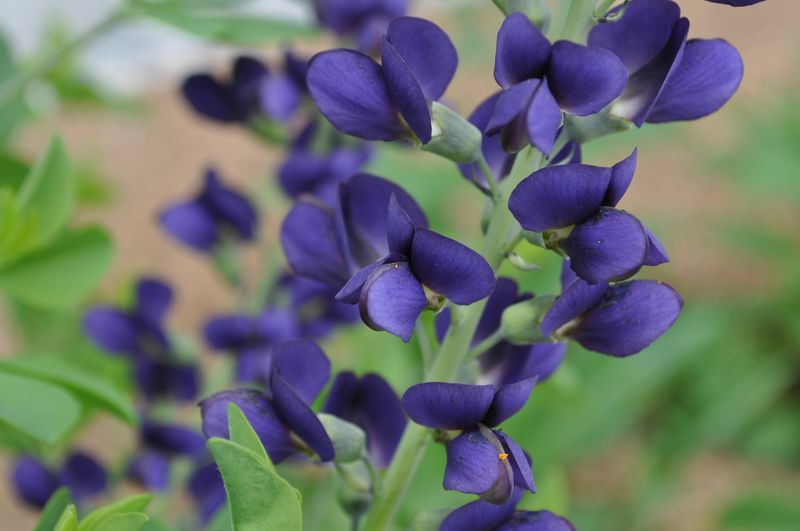 False Indigo