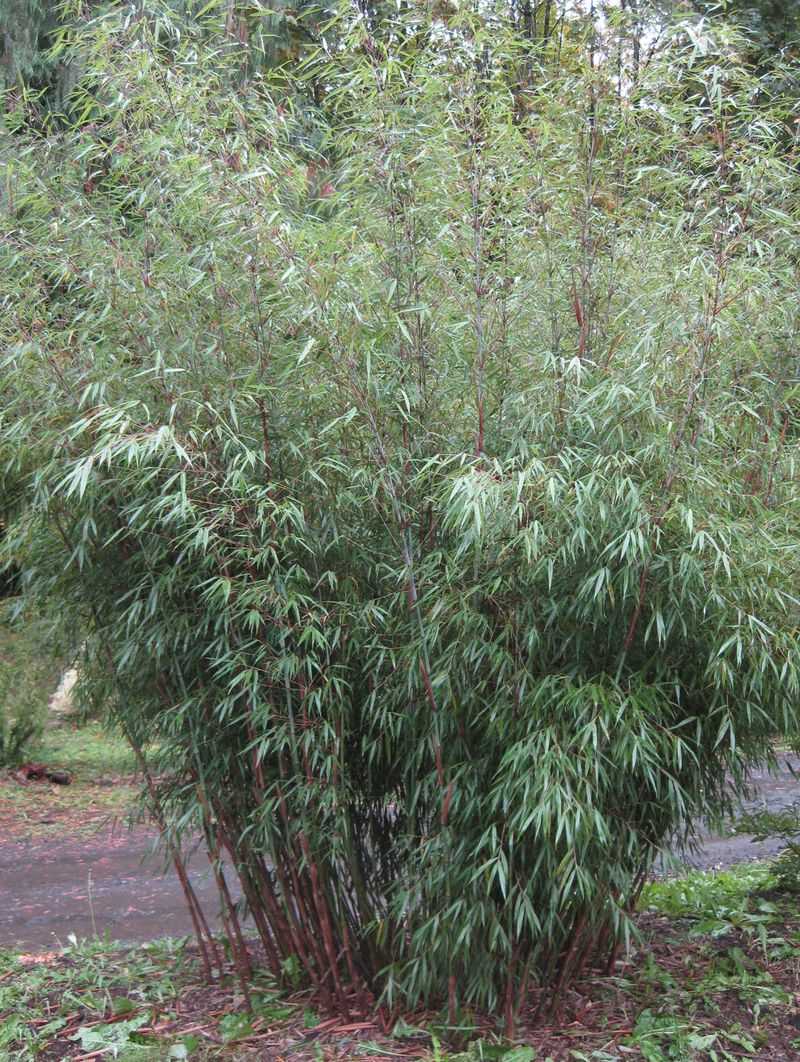 Fargesia Bamboo