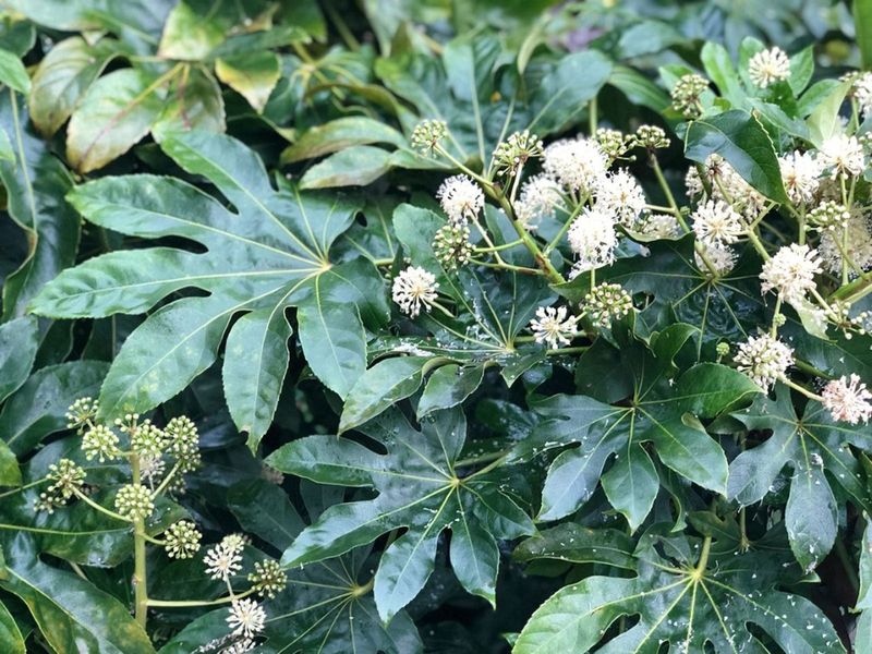 Fatsia Japonica