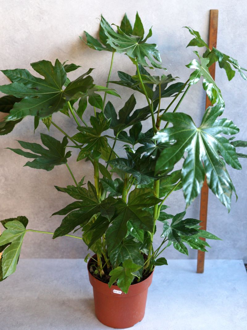 Fatsia Japonica