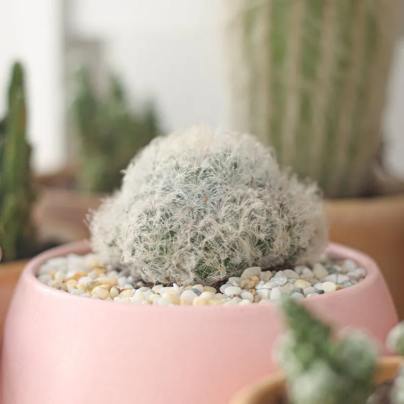 Feather Cactus