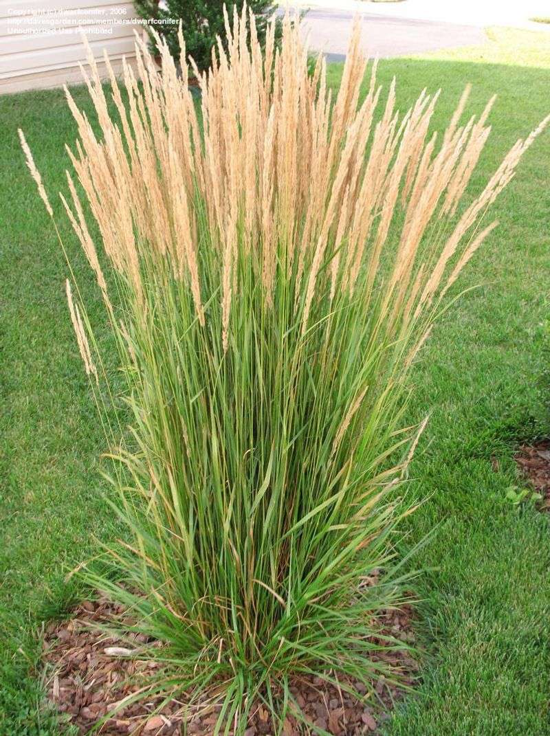 Feather Reed Grass