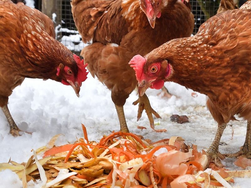 Feeding Harmful Foods