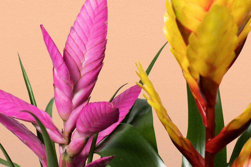 Feeding Your Bromeliads